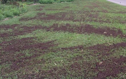 Topdressing Silkeborg, Århus, Herning